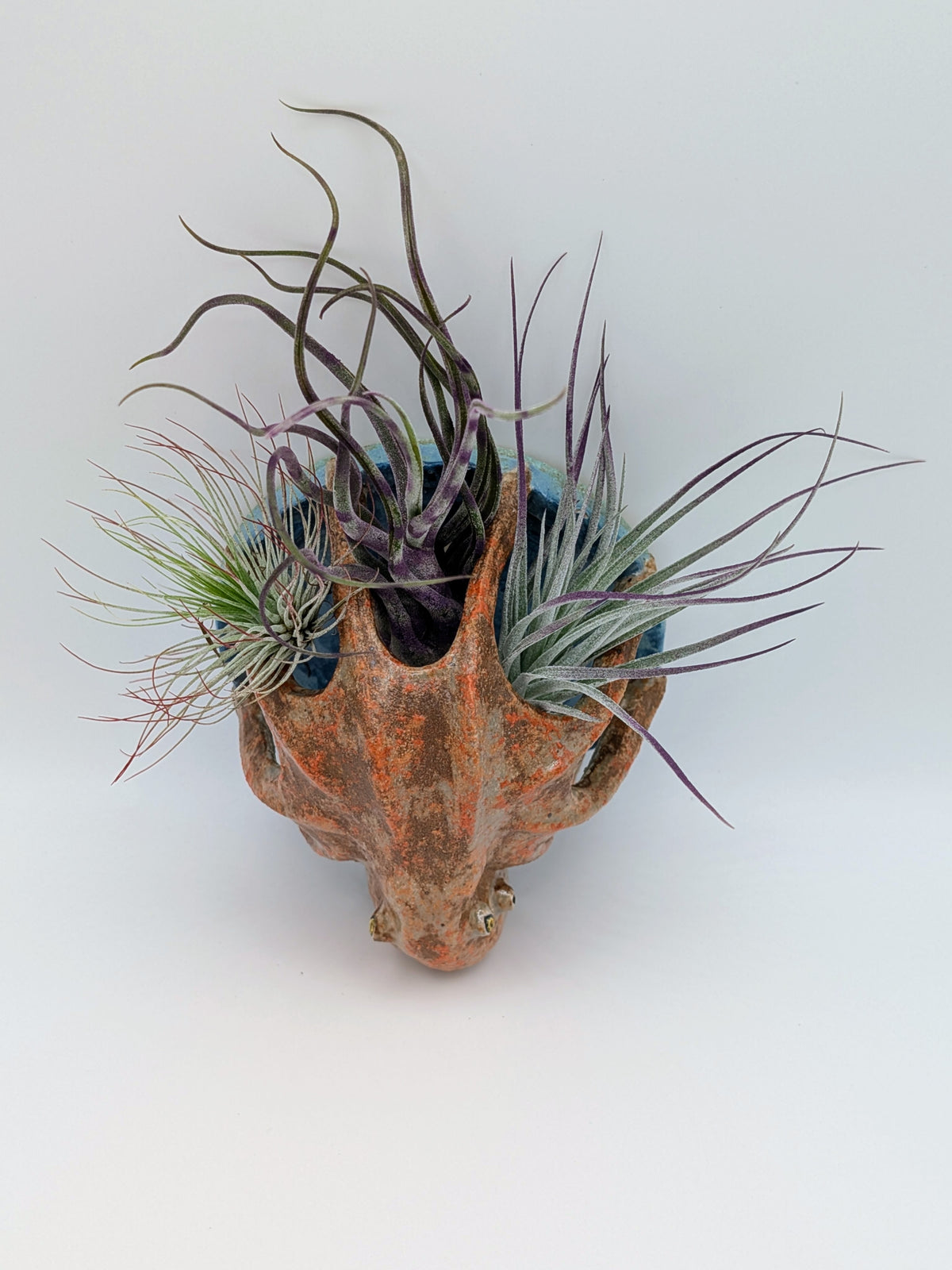 Octopus Air Plant Holder