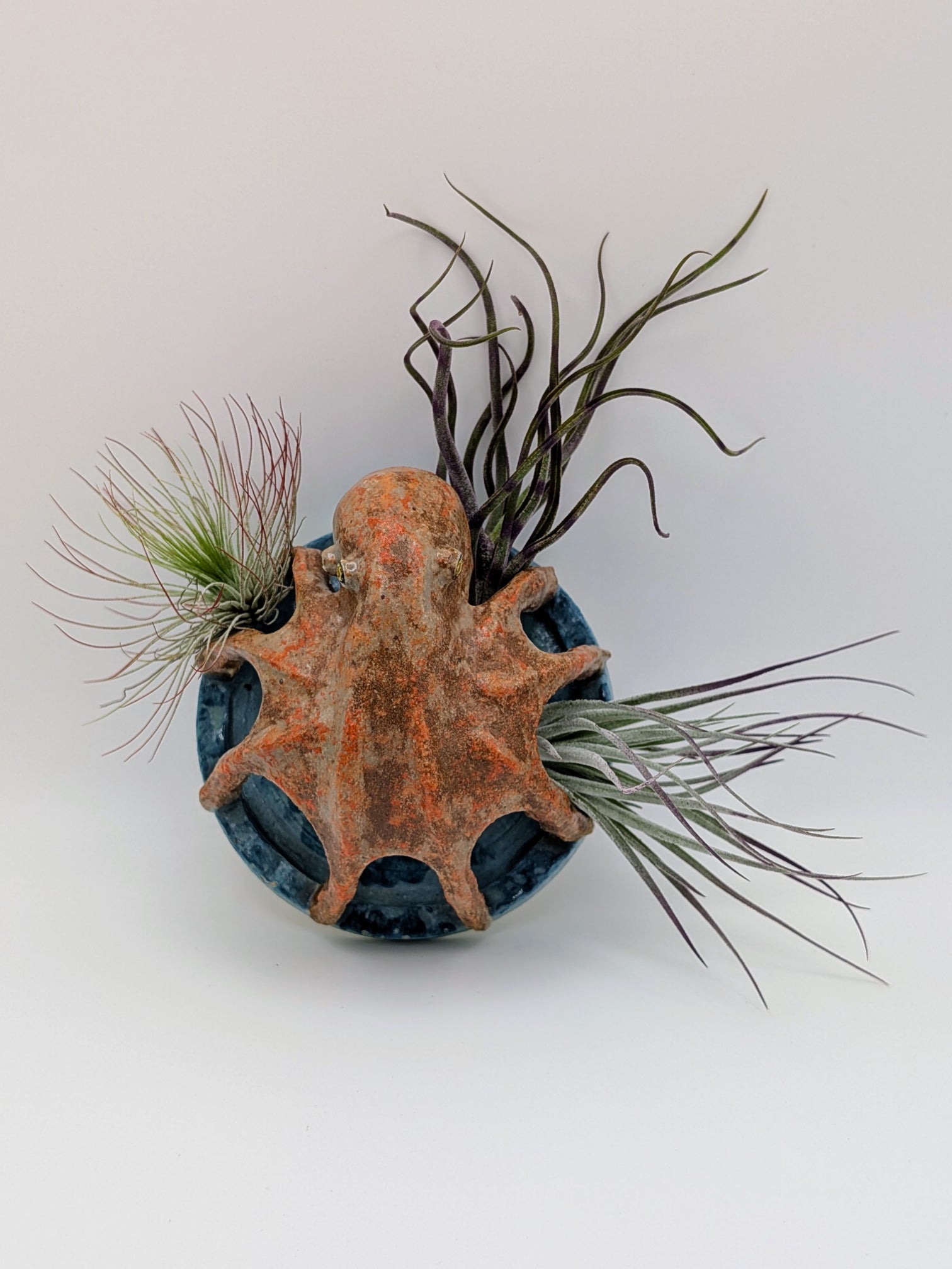Octopus Air Plant Holder